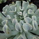 Super Echeveria Runyonii Topsy Turvy Rare Seeds Pcs 5