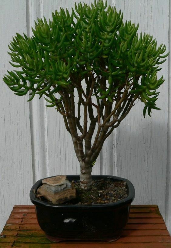 syzygium paniculatum bonsai Flowering Brush Cherry Bonsai Tree Forest (3 Trees)