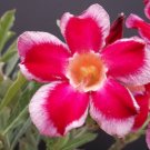 Super Impala Lily Seeds Pcs 4 Rose Du Desert Adenium Obesum Santa Claus