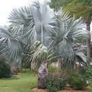 Super Mexican Blue Palm Seeds Pcs 3 Mexican Blue Palm Brahea Armata