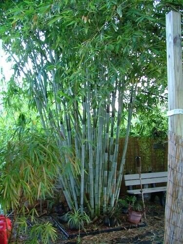 Super White Bamboo Seeds Pcs 4 For Pot Dendrocalamus Minor