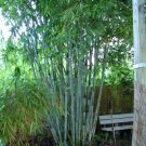Super White Bamboo Seeds Pcs 4 For Pot Dendrocalamus Minor