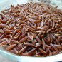 Super Cargo Red Rice Seeds Pcs 25 Whole Thai Red Rice Oryza Sativa