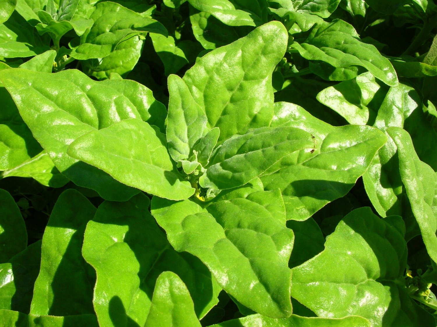 Super New Zealand Spinach Seeds Pcs 25 Tetragonia Tetragonoides