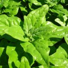 Super New Zealand Spinach Seeds Pcs 25 Tetragonia Tetragonoides