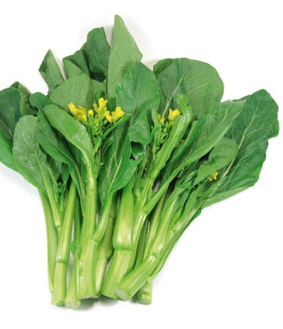 Super Kai Lan Chinese Broccoli Seeds Pcs 60 Brassica Albo