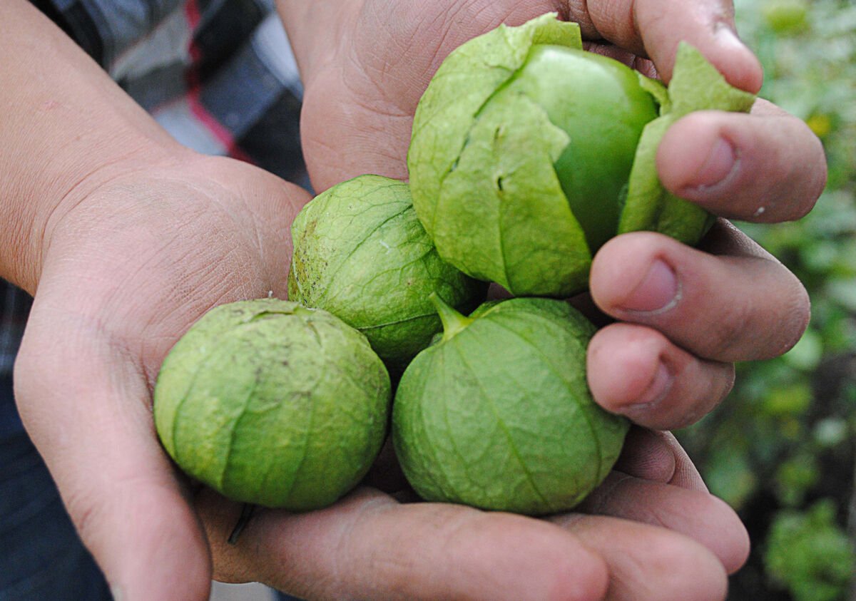 Super Tomatillo From Mexico Physalis Ixocarpa Toma Verde Seeds Pcs 25