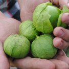 Super Tomatillo From Mexico Physalis Ixocarpa Toma Verde Seeds Pcs 25