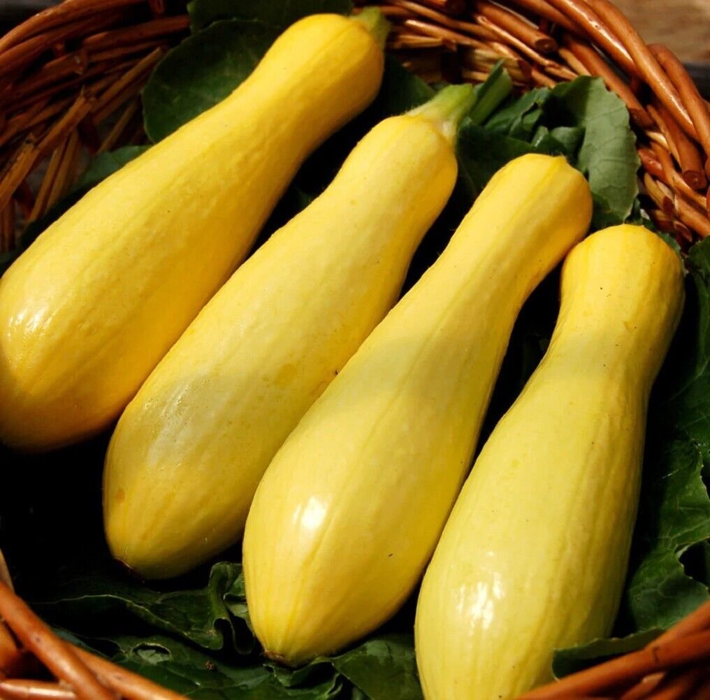 Super Summer Squash Seeds Pcs 25 Yellow Zucchini Cucu Pepo Straightneck