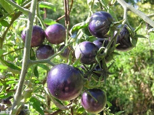 Super Bosque Blue Rare Seeds Pcs 8 Indigo Cherry Tomato