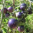 Super Bosque Blue Rare Seeds Pcs 8 Indigo Cherry Tomato