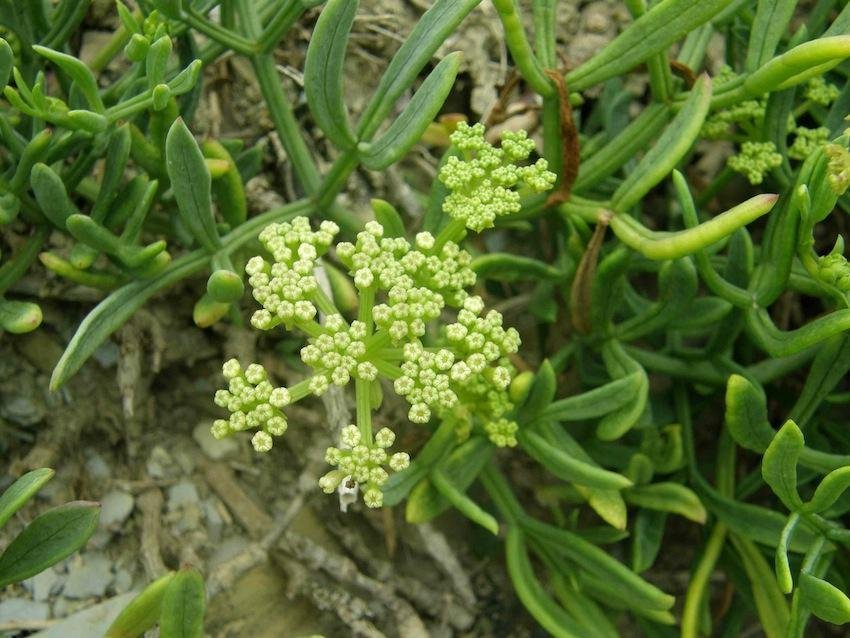 Super Rock Samphire Seeds Pcs 5 Cristmum Marine Crithmum Maritimum