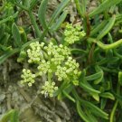 Super Rock Samphire Seeds Pcs 5 Cristmum Marine Crithmum Maritimum