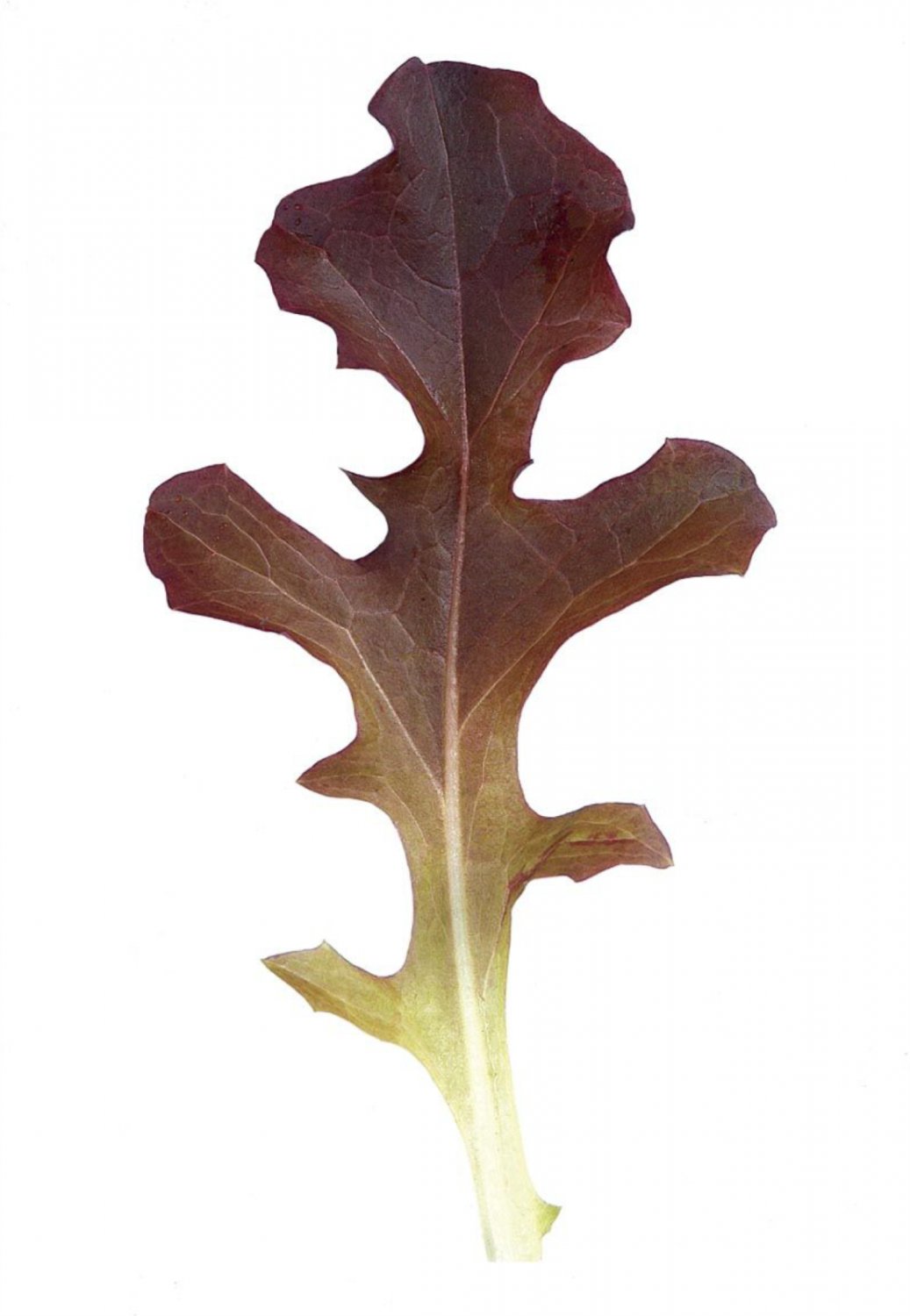 Super Lactuca Sat Crispa Seeds Pcs 400 Red Oak Leaf Lettuce