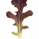 Super Lactuca Sat Crispa Seeds Pcs 400 Red Oak Leaf Lettuce