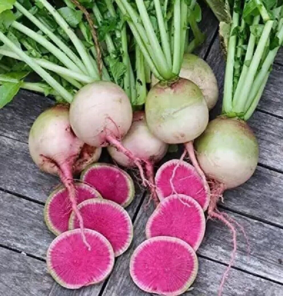 Super Raphnus Sativus Misato Red Seeds Pcs 80 Giant Asiatic Radish