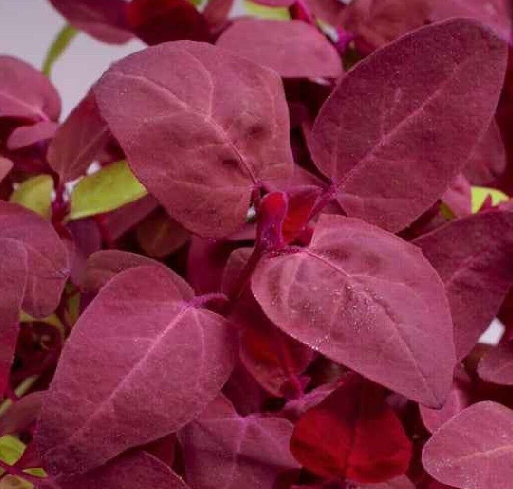 Super Red Orach Seeds Pcs 80 Red Arrow Atriplex Hortensis Rubra