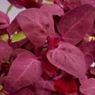 Super Red Orach Seeds Pcs 80 Red Arrow Atriplex Hortensis Rubra