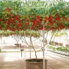 Super Tomato Bushtive Giant Tree Licopersicum Esculentum Seeds Pcs 10