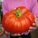 Super Giant Burpee Delicious Tomato World Record Seeds Pcs 8
