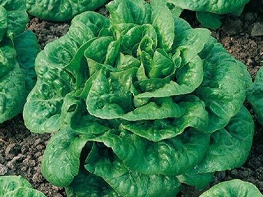 Super Lactuca Sativa Seeds Pcs 200 Crackerelle Du Midi Winter Density Lettuce