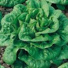 Super Lactuca Sativa Seeds Pcs 200 Crackerelle Du Midi Winter Density Lettuce