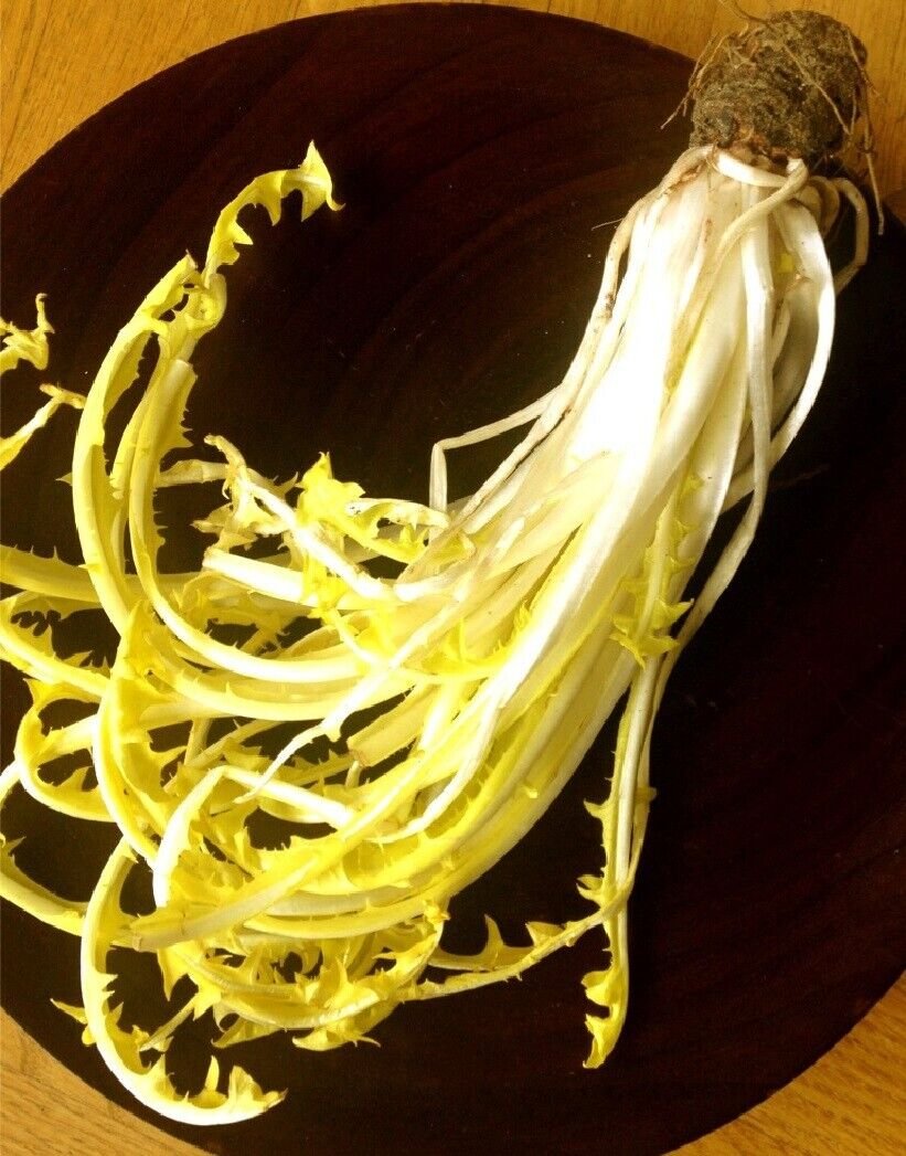 Super Wild Chicory Seeds Pcs 300 Chicory Capuchin Beard Cichorium Intybus