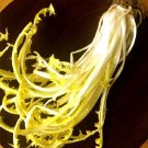 Super Wild Chicory Seeds Pcs 300 Chicory Capuchin Beard Cichorium Intybus