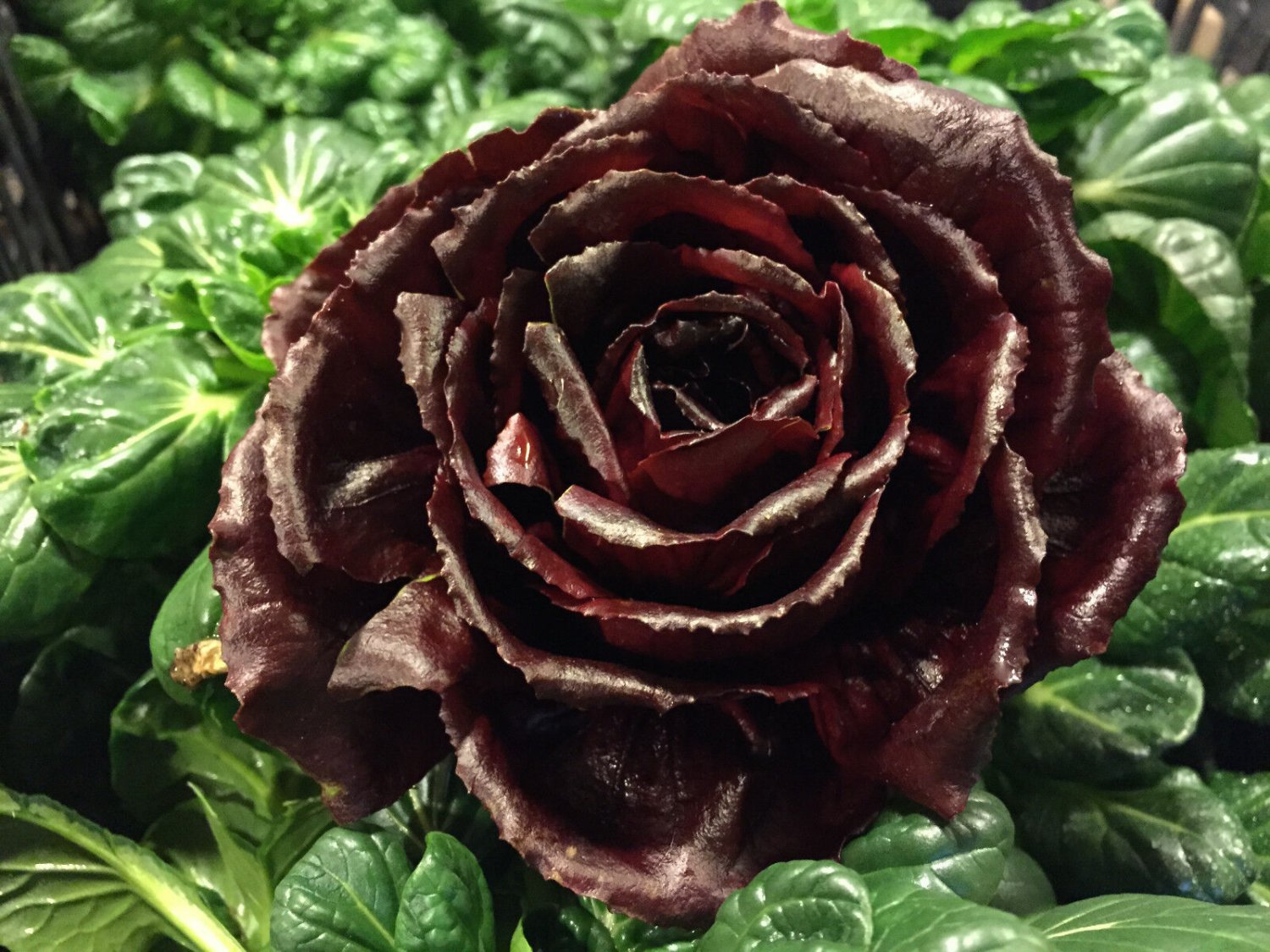 Super Late Chicory Cichorium Intybus Grumolo Rosso Di Verona Seeds Pcs 200