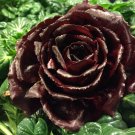 Super Late Chicory Cichorium Intybus Grumolo Rosso Di Verona Seeds Pcs 200