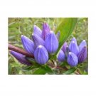 Super De Gentiane Andrew Gentiana Andrewsii Seeds Pcs 50