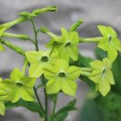 Super Nicotiana Alata Seeds Pcs 15 Green Smelling Tobacco