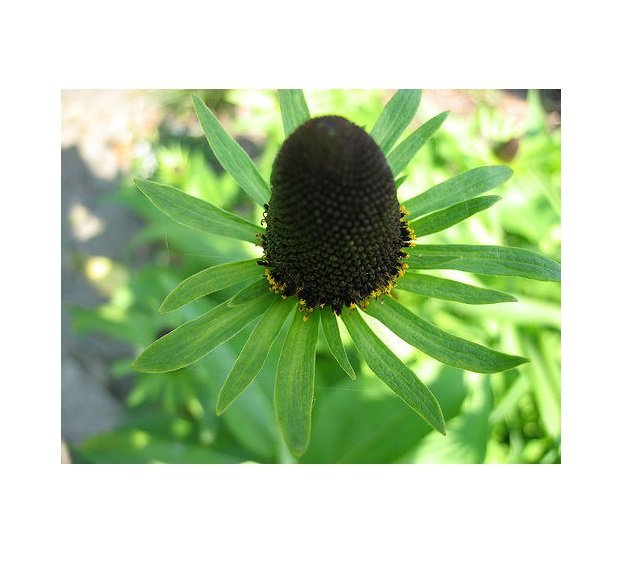 Super Rudbeckia Occidentalis Green Wizard Rare Seeds Pcs 8 Rudbeckia Vert