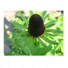 Super Rudbeckia Occidentalis Green Wizard Rare Seeds Pcs 8 Rudbeckia Vert
