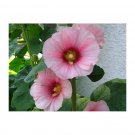 Super Pink Hollyhock Alcea Rosea Seeds Pcs 10