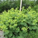 Super Ladys Mantle Alchemilla Mollis Seeds Pcs 12
