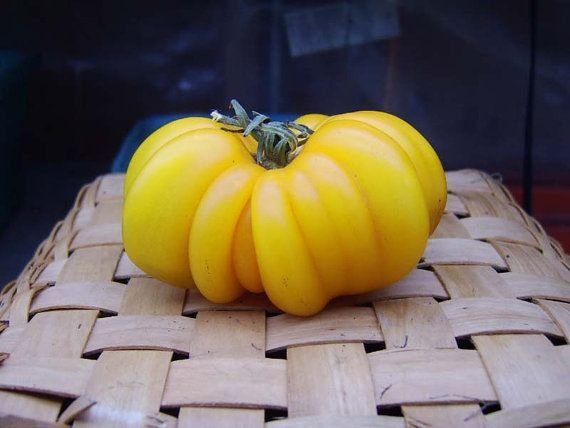 Super Tomate Accordeon Jaune Seeds Pcs 12