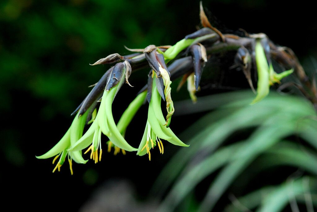Super Rare Puya Mirabilis Terrestrial Bromeliad Seeds Pcs 40