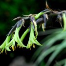 Super Rare Puya Mirabilis Terrestrial Bromeliad Seeds Pcs 40
