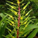 Super Pitcairnia Spectabilis Bromeliaceae Seeds Pcs 15 Rare
