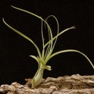 Super Air Plant Seeds Pcs 8 Fille De l Air Tillandsia Balbisiana Broméliaceae