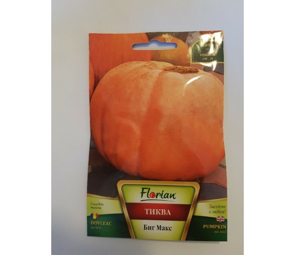 Super Seeds Pumpkin Halloween Cucurbita Maxima Big Max Giant Huge 12 Pcs