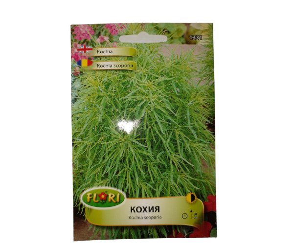 Super Seeds Kochia Burning Bush Mexican Bush Green 1800 Pcs