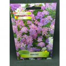 Super Seeds Candytuft Dwarf Flower Resistant Rockeries 600+ Pcs