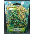 Super Seeds Cascading Spanish Flag Plant Beautiful Flower Garden 42 Pcs