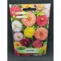 Super Seeds Pompone Dahlia Mixed Colours Long Cut Beautiful Flowers 36 Pcs