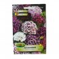 Super Seeds Dianthus Barbatus Mix Sweet Williams Flower Garden Summer 300+ Pcs