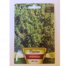Super Seeds Satureja Hortensis Savory Local Bulgarian Herb and Spice 1000+ Pcs
