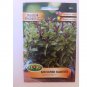 Super Seeds Ocimum Basilicum Cinnamon Basil Herb and Spice Vegetable 100 Pcs