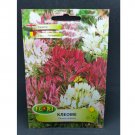 Super Seeds Cleome Spinosa Spider Flower Whiskers Mix Pink White Fuchsia 200+ Pcs